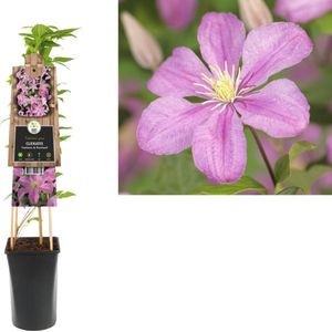 Klimplant Clematis Comtesse de Bouchaud (Bosrank)