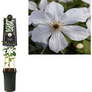 Klimplant Clematis Forever Friends PBR (Bosrank)