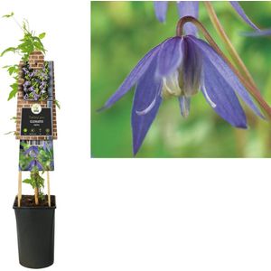 Klimplant Clematis alpina (Bosrank)