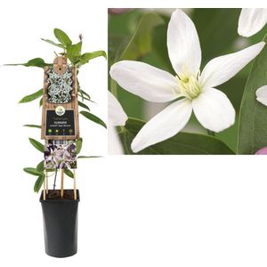 Klimplant Clematis armandii Apple Blossom (Bosrank)