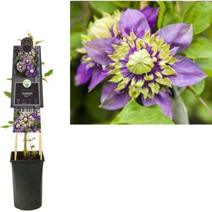 Klimplant Clematis florida Taiga PBR (Bosrank)