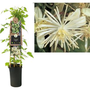 Klimplant Clematis vitalba (Bosrank)