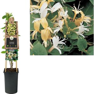 Klimplant Lonicera j. Hall s Prolific (kamperfoelie)