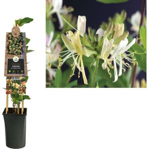 Klimplant Lonicera per. Belgica Select (kamperfoelie)