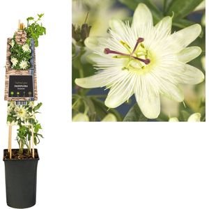 Klimplant Passiflora Avalanche (passiebloem)