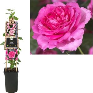 Klimplant Rosa Pink Climber (Klimroos)