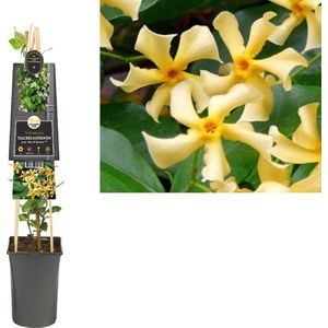 Klimplant Trachelospermum jasm. Star of Toscane PBR (toscaanse jasmijn)