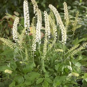 12x Zilverkaars (Actaea simplex 'White Pearl' (cimicifuga))