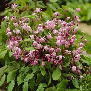 12x Elfenbloem (Epimedium youngianum 'Roseum')