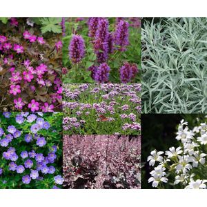 Borderpakket zeer lange bloeiers 23 planten (3,5m2) P9 Pot (9x9x10)