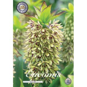 3 x Eucomis  | Bicolor