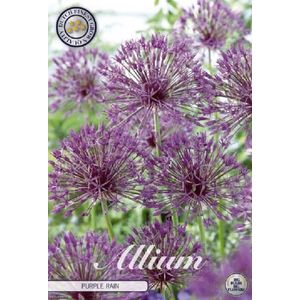 3 x Allium | Purple Rain