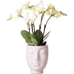Orchidee in Face pot Wit | Orchidee