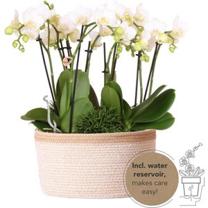 Kolibri orchids | witte phalaenopsis orchidee - amabilis - potmaat ø9cm | bloeiende kamerplant - vers van de kweker kolibri orchids | witte plantenset in cotton basket incl. Waterreservoir | drie witte orchideeën amabilis 9cm en drie groene planten |