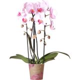 Roze phalaenopsis orchidee - niagara fall  - potmaat ø12cmroze phalaenopsis orchidee - niagara fall  - potmaat ø12cm | bloeiende kamerplant - vers van de kweker