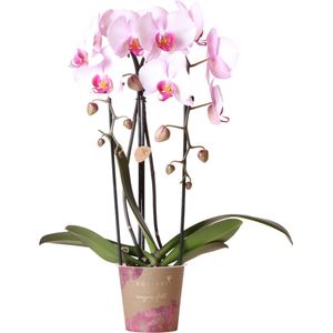 Kolibri orchids | roze phalaenopsis orchidee - niagara fall  - potmaat ø12cm | bloeiende kamerplant - vers van de kweker kolibri orchids | roze phalaenopsis orchidee - niagara fall  - potmaat ø12cm | bloeiende kamerplant - vers van de kweker