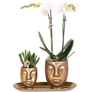 Kolibri orchids | witte phalaenopsis orchidee - amabilis - potmaat ø9cm | bloeiende kamerplant - vers van de kweker kolibri company - set van witte orchidee en succulent op gouden dienblad - vers van de kweker