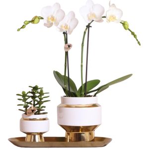 Kolibri Company - Set van witte orchidee en Succulent op gouden dienblad