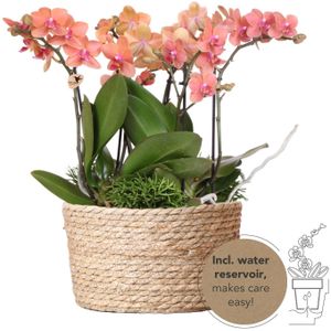 Oranje phalaenopsis orchidee -  potmaat ø9cm  oranje plantenset in reed basket incl. Waterreservoir | drie oranje orchideeën bolzano 9cm en drie groene planten