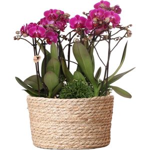 Kolibri orchids | paarse phalaenopsis orchidee - morelia - potmaat ø9cm | bloeiende kamerplant - vers van de kweker kolibri orchids | paarse plantenset in reed basket incl. Waterreservoir | drie paarse orchideeën morelia 9cm en drie groene planten