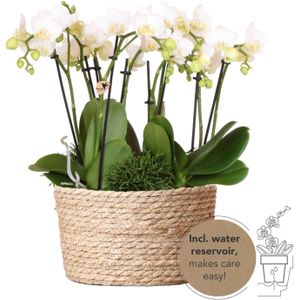 Kolibri orchids | witte phalaenopsis orchidee - amabilis - potmaat ø9cm | bloeiende kamerplant - vers van de kweker kolibri orchids | witte plantenset in reed basket incl. Waterreservoir | drie witte orchideeën amabilis 9cm en drie groene planten | jungle