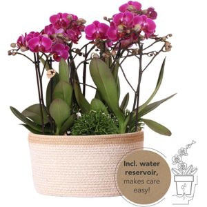 Kolibri orchids | paarse phalaenopsis orchidee - morelia - potmaat ø9cm | bloeiende kamerplant - vers van de kweker kolibri orchids | paarse plantenset in cotton basket incl. Waterreservoir | drie paarse orchideeën morelia 9cm en drie groene planten