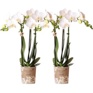 COMBI DEAL van 2 Orchideeën - Wit
