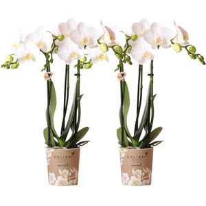 Witte phalaenopsis orchidee -  combi deal van 2 witte phalaenopsis orchideeën - amabilis - potmaat ø9cm | bloeiende kamerplant - vers van de kweker