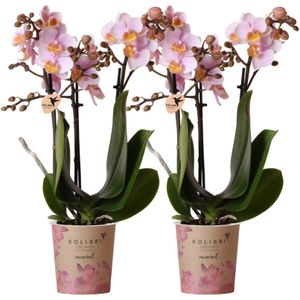 Prachtige Roze Phalaenopsis Orchideeën | Set van 2 - Andorra - Potmaat Ø9cm | Bloeiende Kamerplant - Rechtstreeks van de Kweker