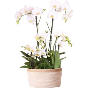 Orchideeënmand Katoen wit | Orchidee & Rhipsalis