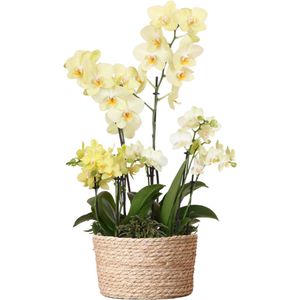 Orchideeënmand Riet geel | Orchidee & Rhipsalis