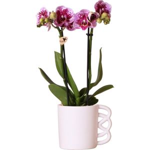 Roze paarse phalaenopsis orchidee - el salvador - potmaat ø9cm  - el salvador + happy mug sierpot wit-  35cm hoog