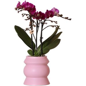 Kolibri Orchids | paarse Phalaenopsis orchidee – Morelia in Tower sierpot roze – potmaat Ø9cm – 40cm hoog | bloeiende kamerplant in bloempot - vers van de kweker