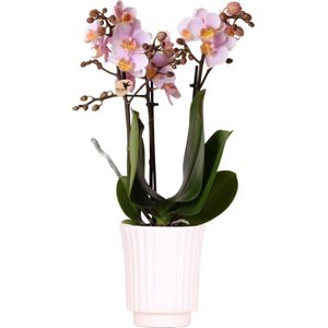 Kolibri Orchids | roze Phalaenopsis orchidee - Andorra in Retro sierpot wit - potmaat Ø9cm - 40cm hoog | bloeiende kamerplant - vers van de kweker
