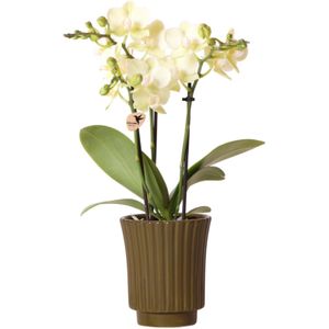 Kolibri Orchids | gele Phalaenopsis orchidee - Mexico in Retro sierpot groen - potmaat Ø9cm - 40cm hoog | bloeiende kamerplant - vers van de kweker