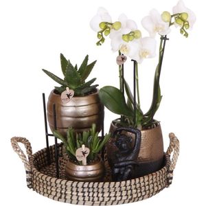 Kolibri Company - Gift set Home Hub - Plantenset met Phalaenopsis Orchidee en Succulenten Incl. Keramieken Sierpotten