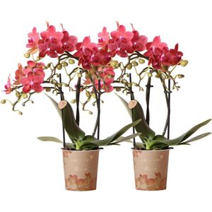 Kolibri orchids | rode phalaenopsis orchidee - congo - potmaat ø9cm | bloeiende kamerplant - vers van de kweker kolibri orchids | combi deal van 2 rode phalaenopsis orchideeën - congo - potmaat ø9cm  bloeiende kamerplant - vers van de kweker