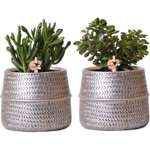 Kolibri Greens | Succulenten set van 2 planten in zilveren groove sierpotten - keramiek potmaat Ø9cm -