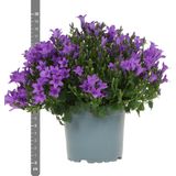 Campanula Addenda - Klokjesbloem paars potmaat 12cm - 1m2 bodembedekker - 6 stuks - Ambella purple - tuinplanten - winterhard