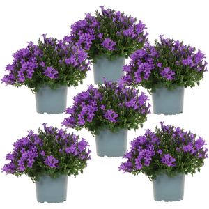 Campanula Addenda - Klokjesbloem paars potmaat 12cm - 1m2 bodembedekker - 6 stuks - Ambella purple - tuinplanten - winterhard