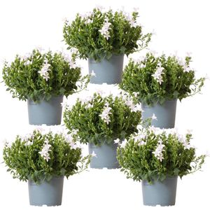 Campanula addenda -  vaste plant - winterhard campanula addenda - klokjesbloem wit potmaat 12cm - 1m2 bodembedekker - 6 stuks -