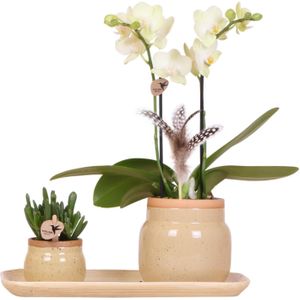 Kolibri Orchids | Groene planten met gele Phalaenopsis orchidee in Vintage khaki sierpotten en bamboe dienblad