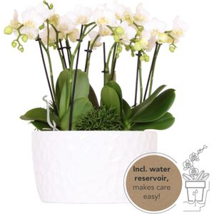 Orchideeënschaal Honeycomb wit | Orchidee
