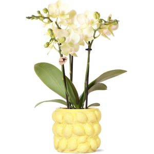 Orchidee in Citroen geel | Orchidee