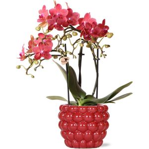 Orchidee Congo in Berry pot | Orchidee