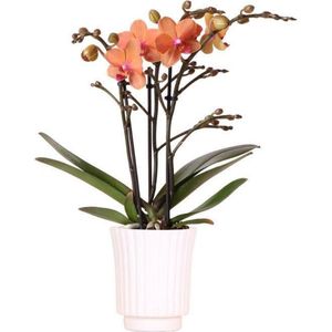 Orchidee oranje in Groove pot wit | Orchidee