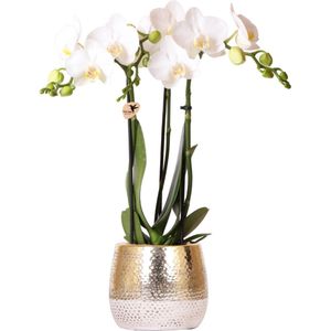Orchidee in Hammered goud | Orchidee