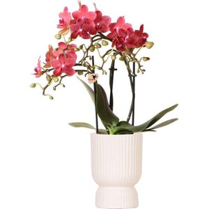 Orchidee Congo in Coupe wit | Orchidee