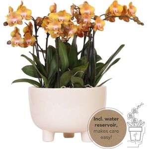 Orchideeënschaal Feet oranje | Orchidee wit