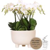 Kolibri Orchids | witte plantenset in Gummy dish incl. waterreservoir | drie witte orchideeën | Mono Bouquet wit met zelfvoorzienend waterreservoir
